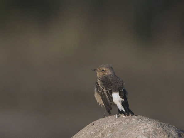 Nunnatasku, Pied Wheatear, Oenanthe pleschanka