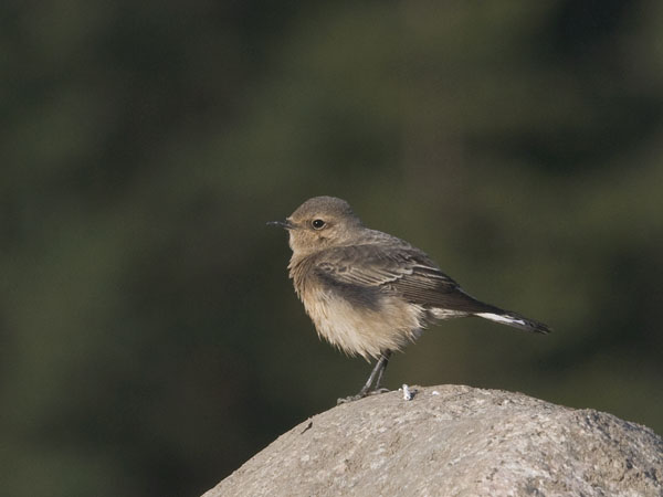 Nunnatasku, Pied Wheatear, Oenanthe pleschanka