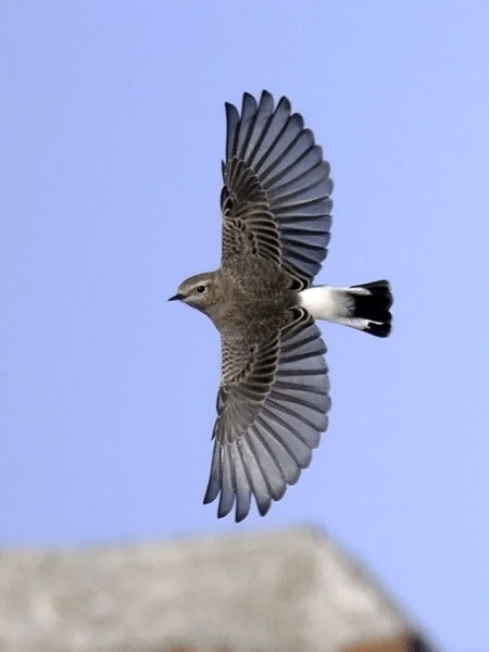 Nunnatasku, Pied Wheatear, Oenanthe pleschanka