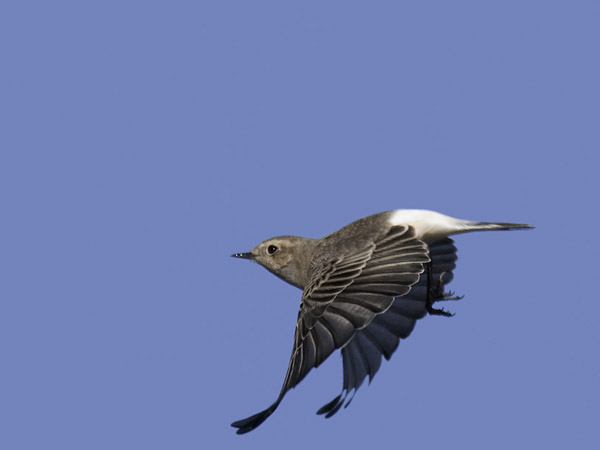 Nunnatasku, Pied Wheatear, Oenanthe pleschanka