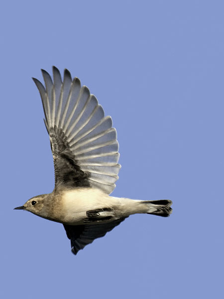 Nunnatasku, Pied Wheatear, Oenanthe pleschanka