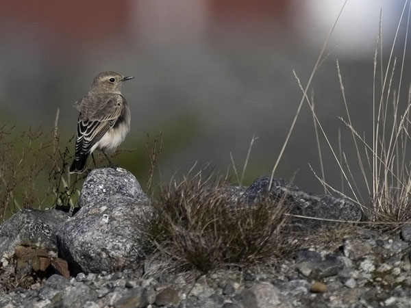 Nunnatasku, Pied Wheatear, Oenanthe pleschanka
