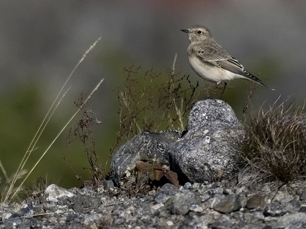 Nunnatasku, Pied Wheatear, Oenanthe pleschanka