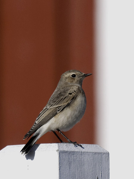 Nunnatasku, Pied Wheatear, Oenanthe pleschanka