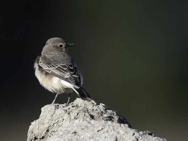Nunnatasku, Pied Wheatear, Oenanthe pleschanka