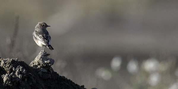Nunnatasku, Pied Wheatear, Oenanthe pleschanka