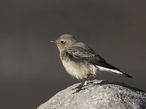 Nunnatasku, Pied Wheatear, Oenanthe pleschanka