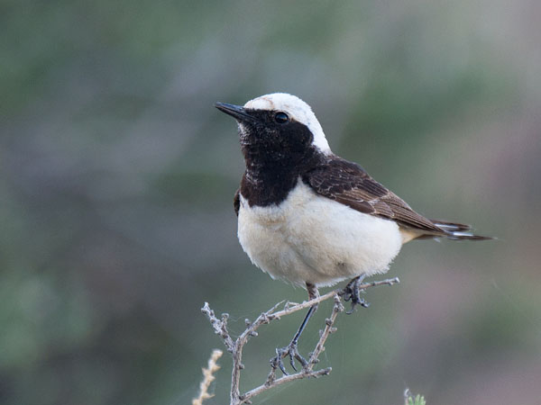 Nunnatasku, Pied Wheatear, Oenanthe pleschanka