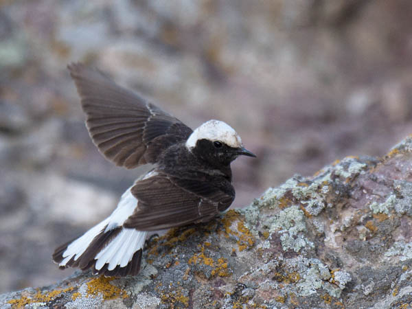 Nunnatasku, Pied Wheatear, Oenanthe pleschanka