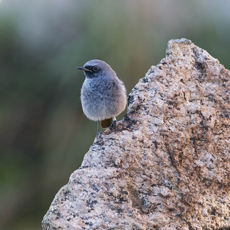 Mustaleppälintu, Black Redstart, Phoenicurus ochruros