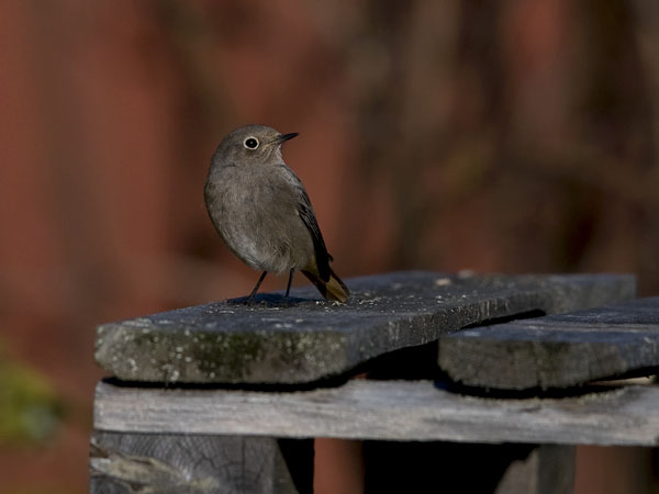 Mustaleppälintu, Black Redstart, Phoenicurus ochruros