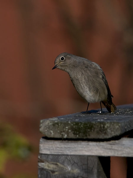Mustaleppälintu, Black Redstart, Phoenicurus ochruros