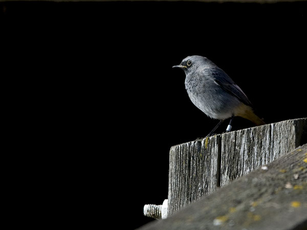 Mustaleppälintu, Black Redstart, Phoenicurus ochruros
