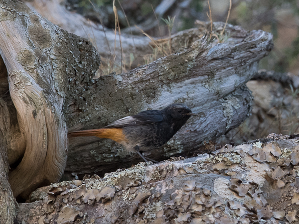 Mustaleppälintu, Black Redstart, Phoenicurus ochruros