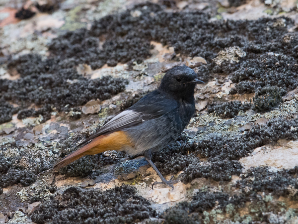 Mustaleppälintu, Black Redstart, Phoenicurus ochruros