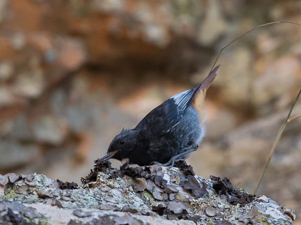Mustaleppälintu, Black Redstart, Phoenicurus ochruros