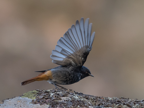 Mustaleppälintu, Black Redstart, Phoenicurus ochruros