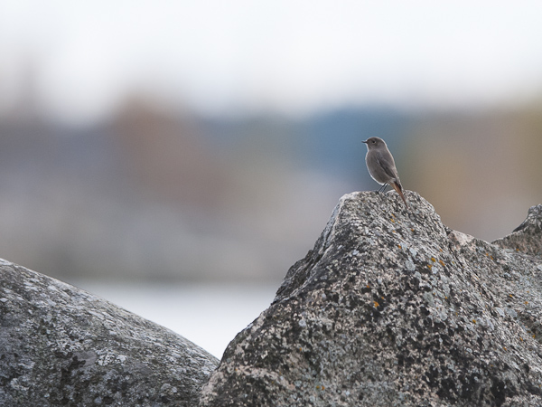 Mustaleppälintu, Black Redstart, Phoenicurus ochruros