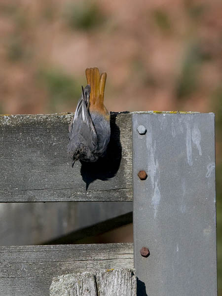 Mustaleppälintu, Black Redstart, Phoenicurus ochruros