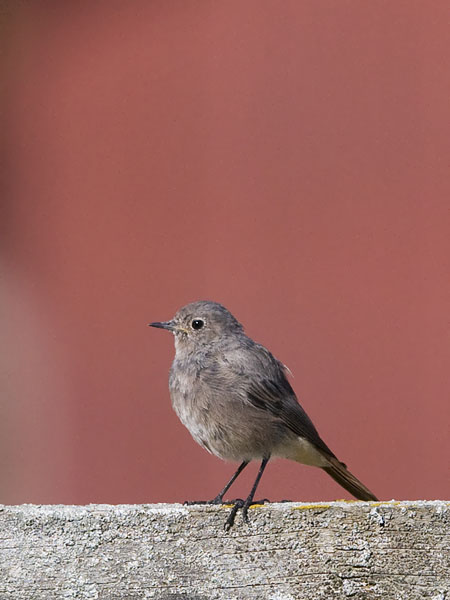 Mustaleppälintu, Black Redstart, Phoenicurus ochruros
