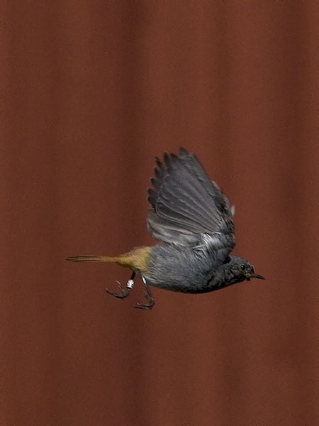 Mustaleppälintu, Black Redstart, Phoenicurus ochruros