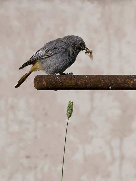 Mustaleppälintu, Black Redstart, Phoenicurus ochruros