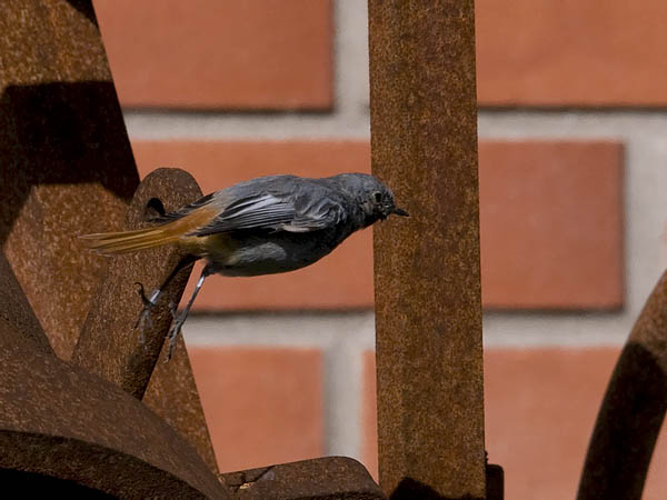 Mustaleppälintu, Black Redstart, Phoenicurus ochruros