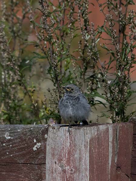 Mustaleppälintu, Black Redstart, Phoenicurus ochruros