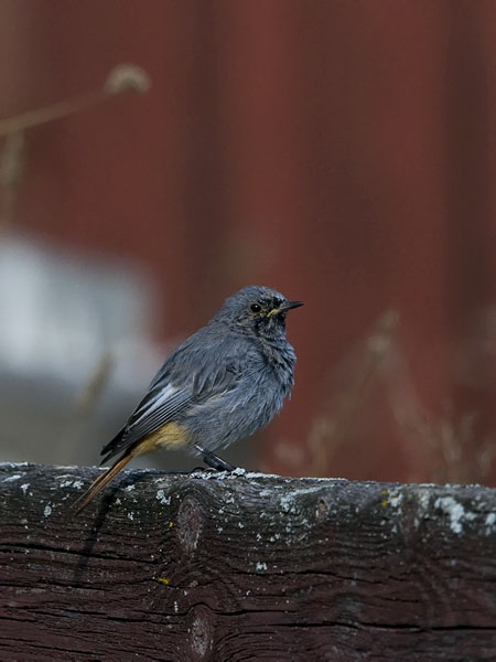 Mustaleppälintu, Black Redstart, Phoenicurus ochruros