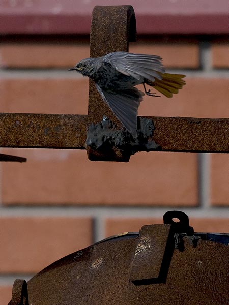 Mustaleppälintu, Black Redstart, Phoenicurus ochruros