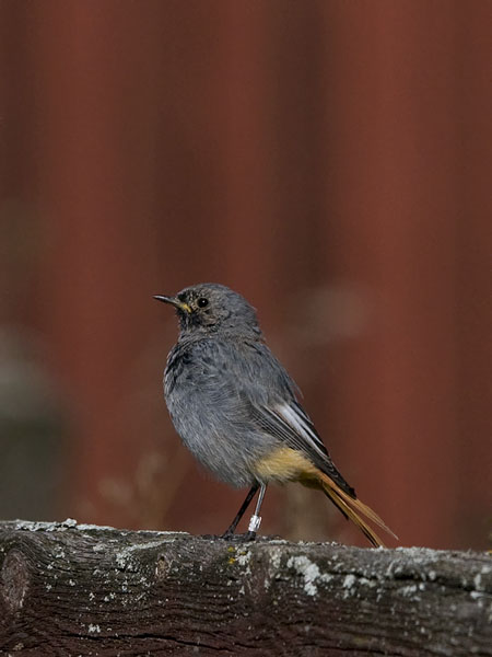 Mustaleppälintu, Black Redstart, Phoenicurus ochruros