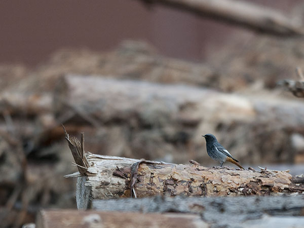Mustaleppälintu, Black Redstart, Phoenicurus ochruros