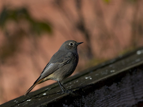 Mustaleppälintu, Black Redstart, Phoenicurus ochruros