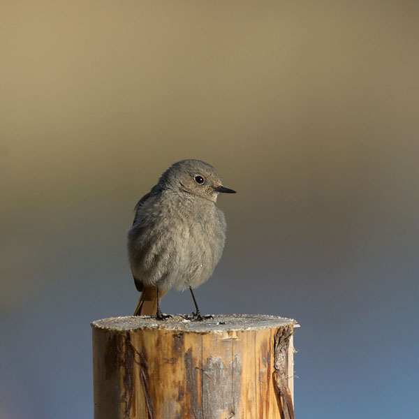 Mustaleppälintu, Black Redstart, Phoenicurus ochruros