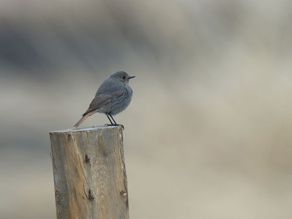 Mustaleppälintu, Black Redstart, Phoenicurus ochruros