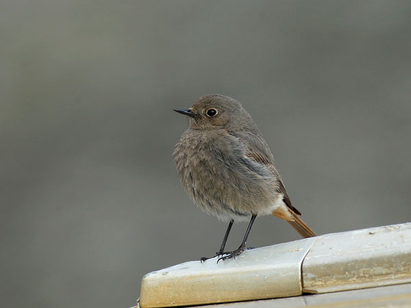 Mustaleppälintu, Black Redstart, Phoenicurus ochruros