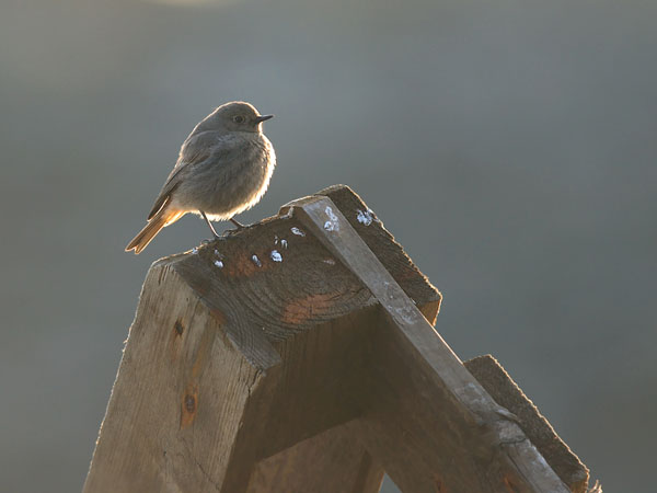 Mustaleppälintu, Black Redstart, Phoenicurus ochruros