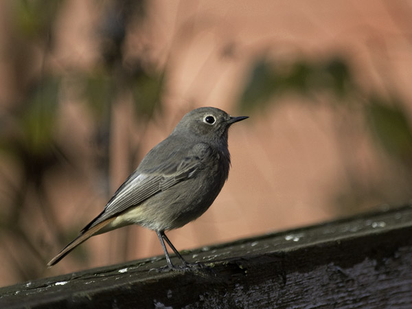 Mustaleppälintu, Black Redstart, Phoenicurus ochruros