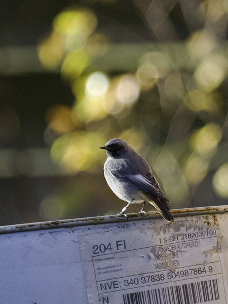 Mustaleppälintu, Black Redstart, Phoenicurus ochruros