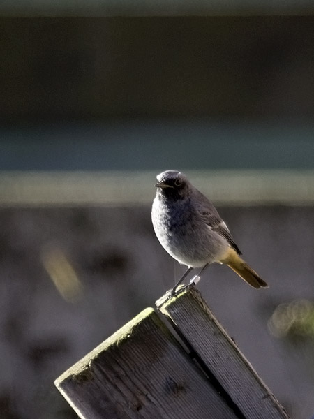 Mustaleppälintu, Black Redstart, Phoenicurus ochruros