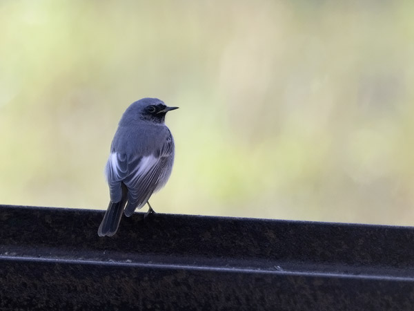 Mustaleppälintu, Black Redstart, Phoenicurus ochruros