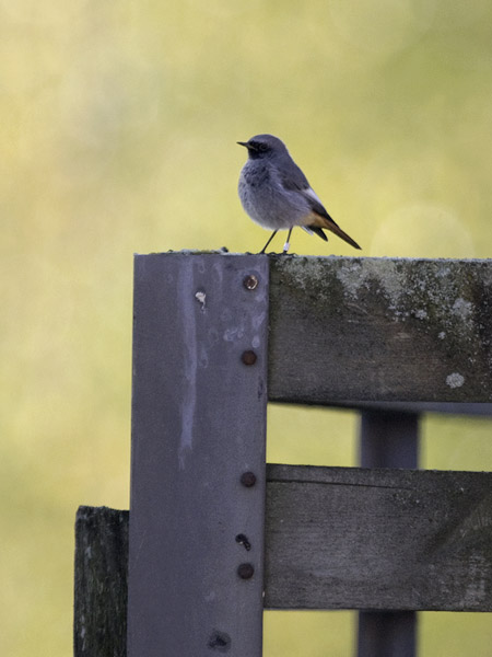 Mustaleppälintu, Black Redstart, Phoenicurus ochruros