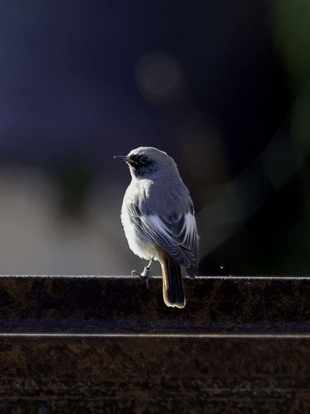 Mustaleppälintu, Black Redstart, Phoenicurus ochruros