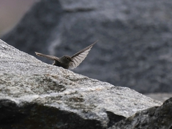 Mustaleppälintu, Black Redstart, Phoenicurus ochruros