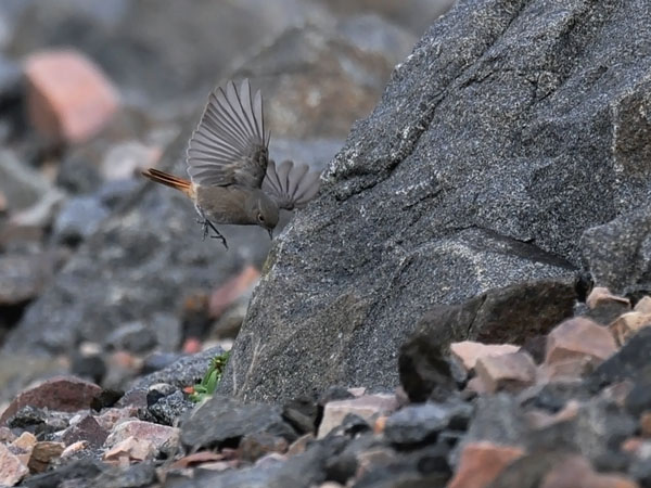 Mustaleppälintu, Black Redstart, Phoenicurus ochruros