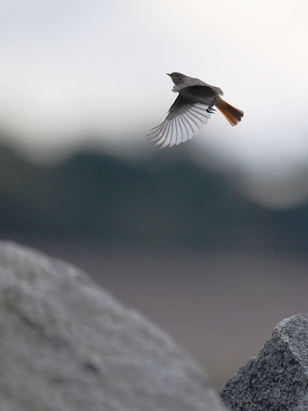 Mustaleppälintu, Black Redstart, Phoenicurus ochruros