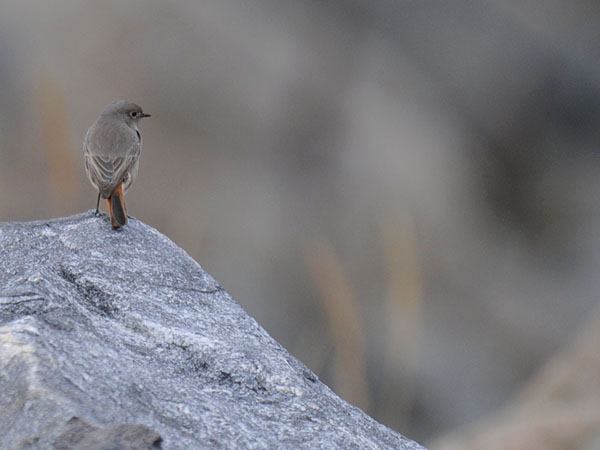 Mustaleppälintu, Black Redstart, Phoenicurus ochruros