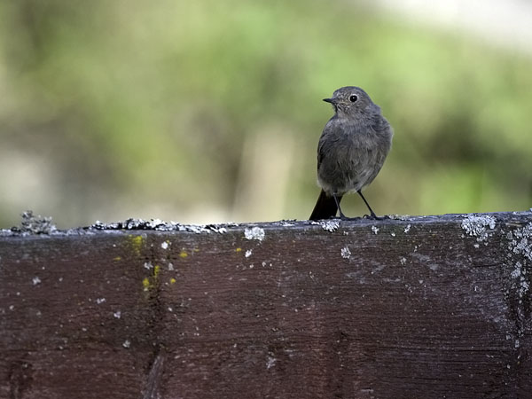 Mustaleppälintu, Black Redstart, Phoenicurus ochruros