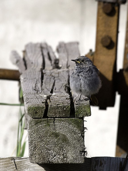 Mustaleppälintu, Black Redstart, Phoenicurus ochruros