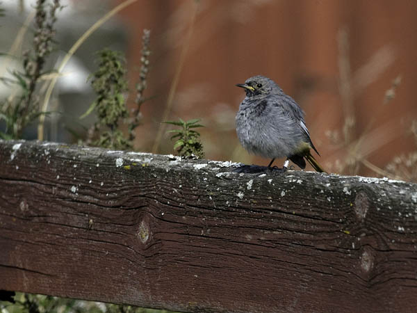 Mustaleppälintu, Black Redstart, Phoenicurus ochruros